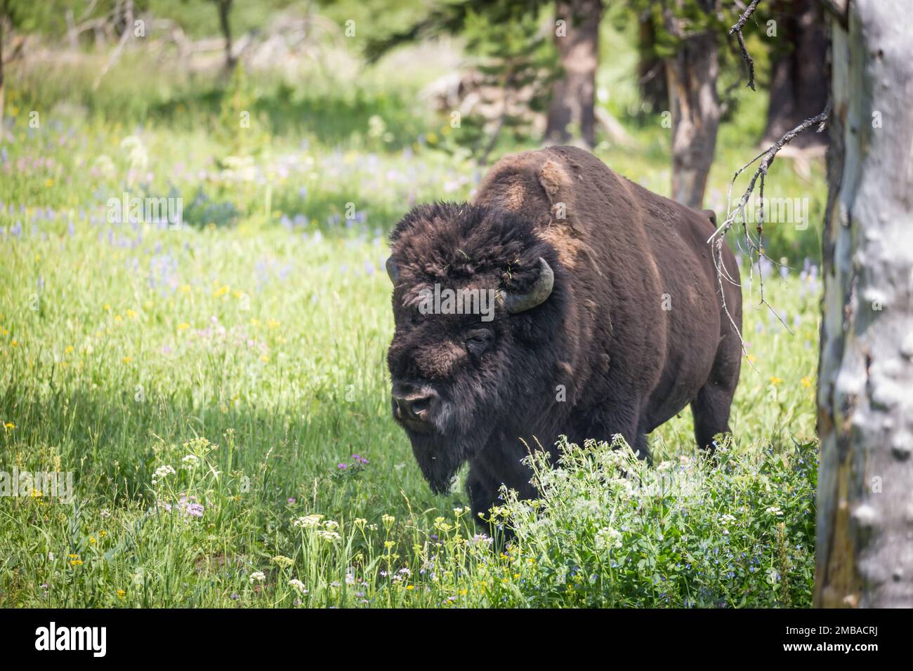 Bison sauvage itinérance des plaines et des arbres. Banque D'Images