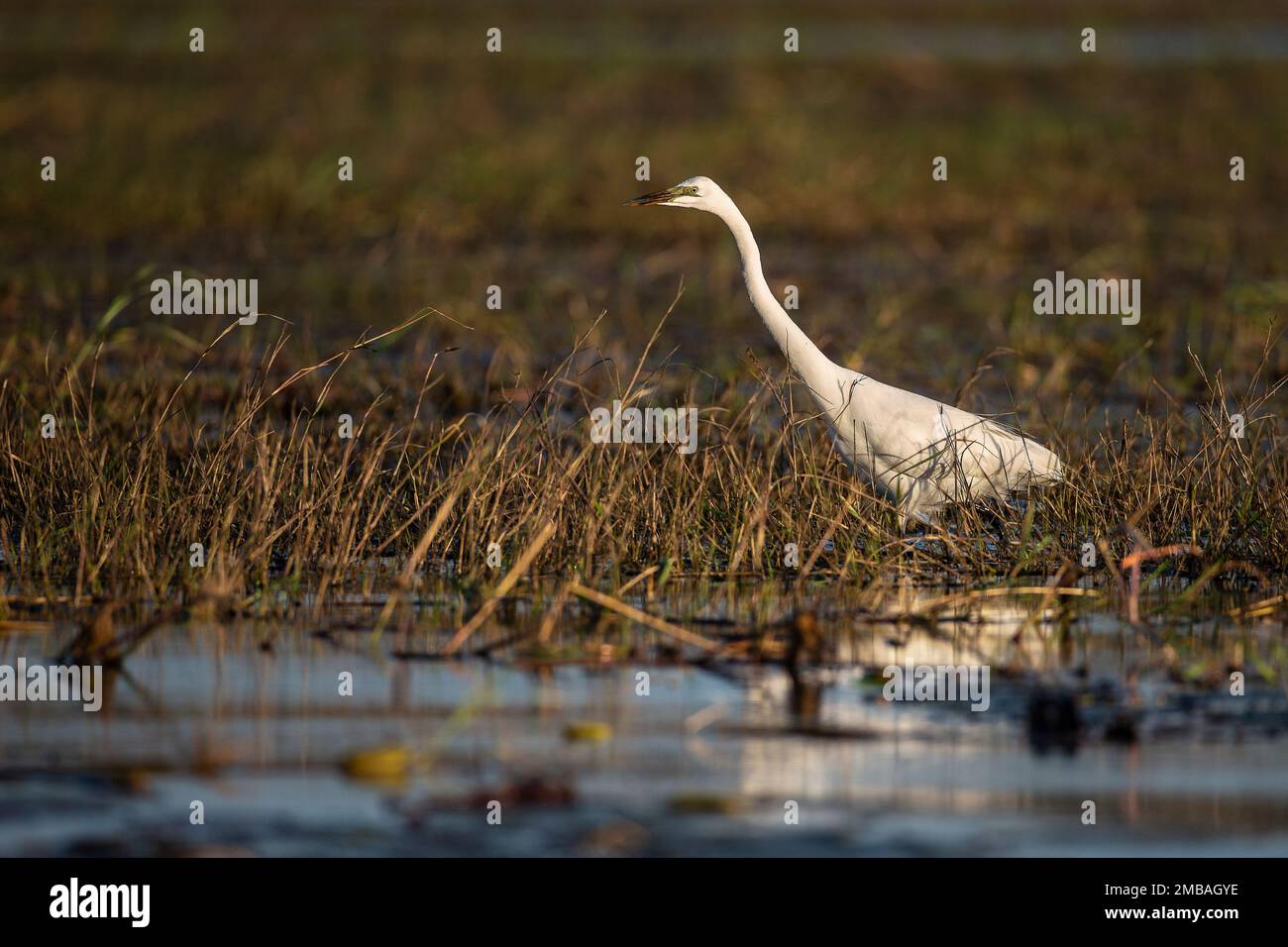 Un grand Egret Ardea alba en profil barbotant à travers les lits de roseaux sur la rivière Chobe à la recherche de nourriture Banque D'Images