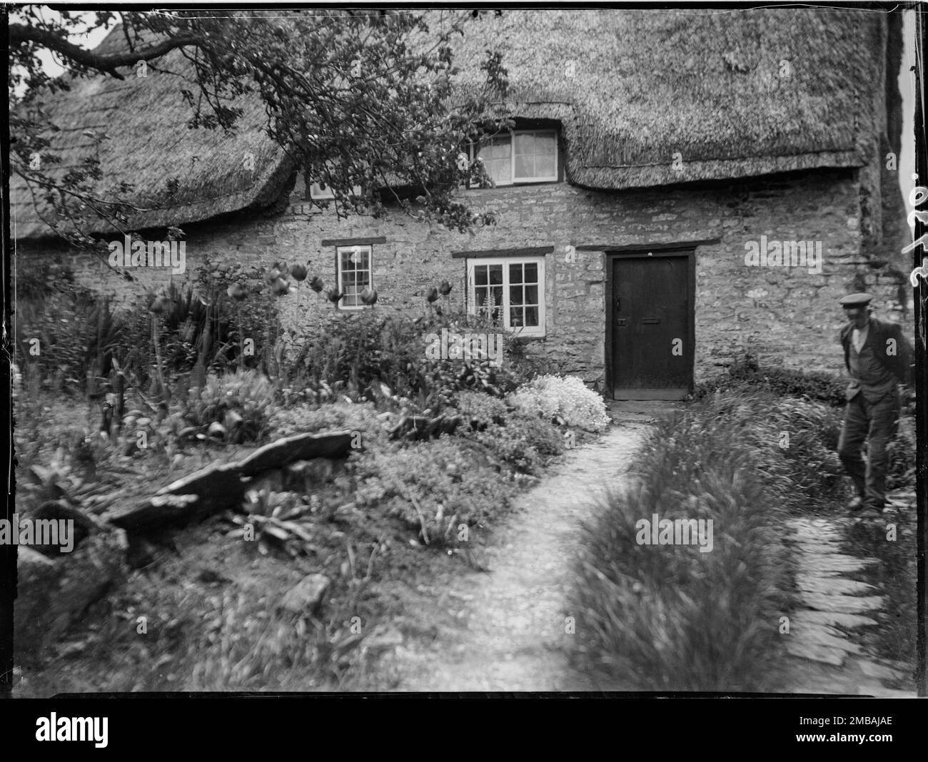 Eglise Knowle, Purbeck, Dorset, 1927. Un cottage non identifié en pierre de chaume dans l'église Knowle avec des tulipes qui poussent dans le jardin, et un homme marchant le long d'un chemin de pied sur le côté de la maison. Banque D'Images