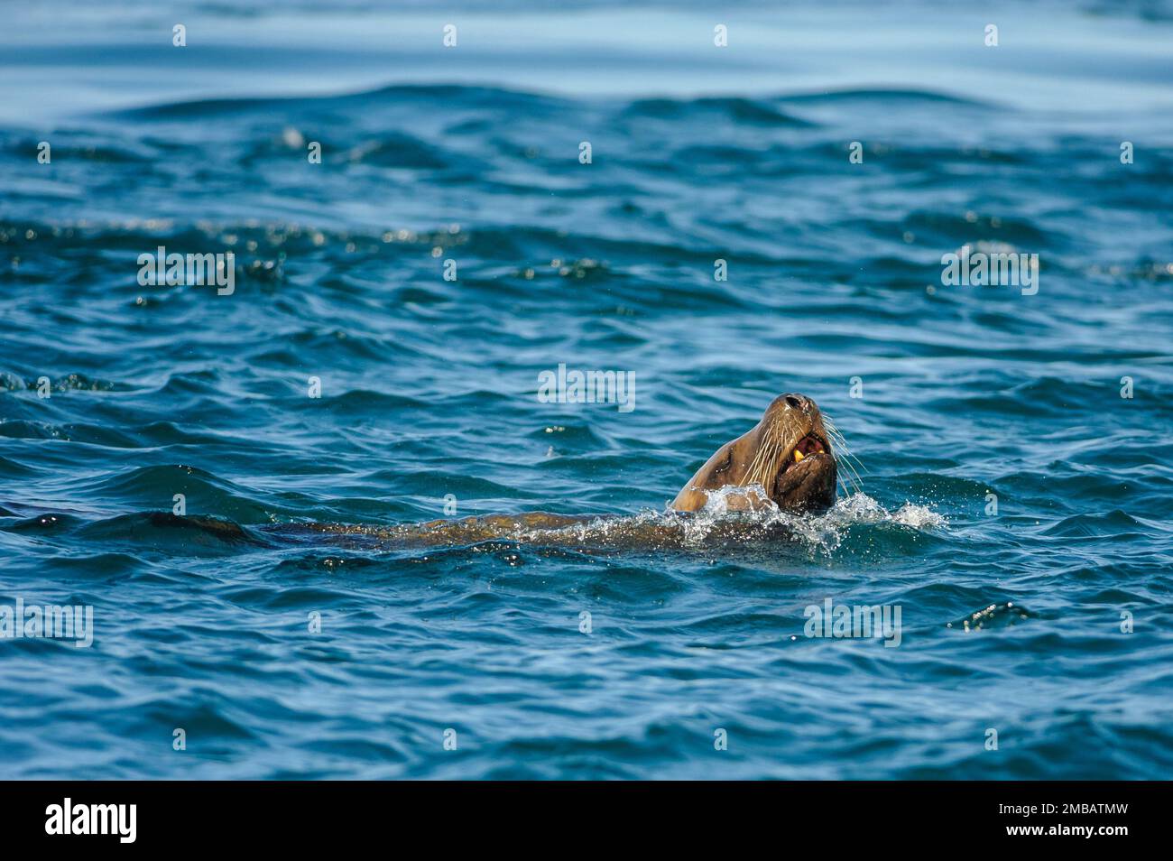 Lion de mer de Steller (Eumetopias jubatus) dans le parc Provincila de l'archipel de Broughton Banque D'Images