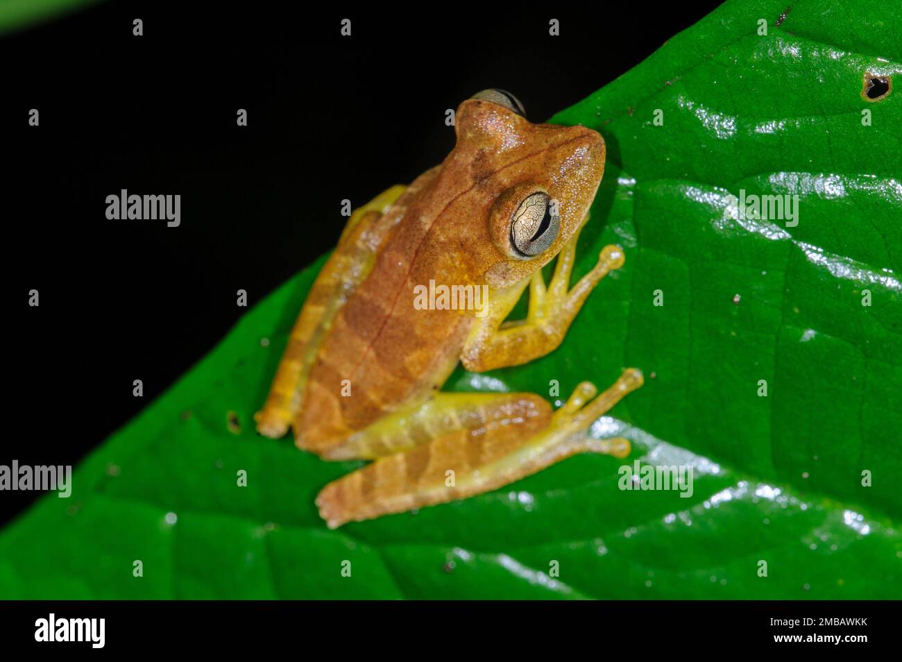 Carte arbre Grenouille - Boana geographica dans le parc national de Manu Banque D'Images