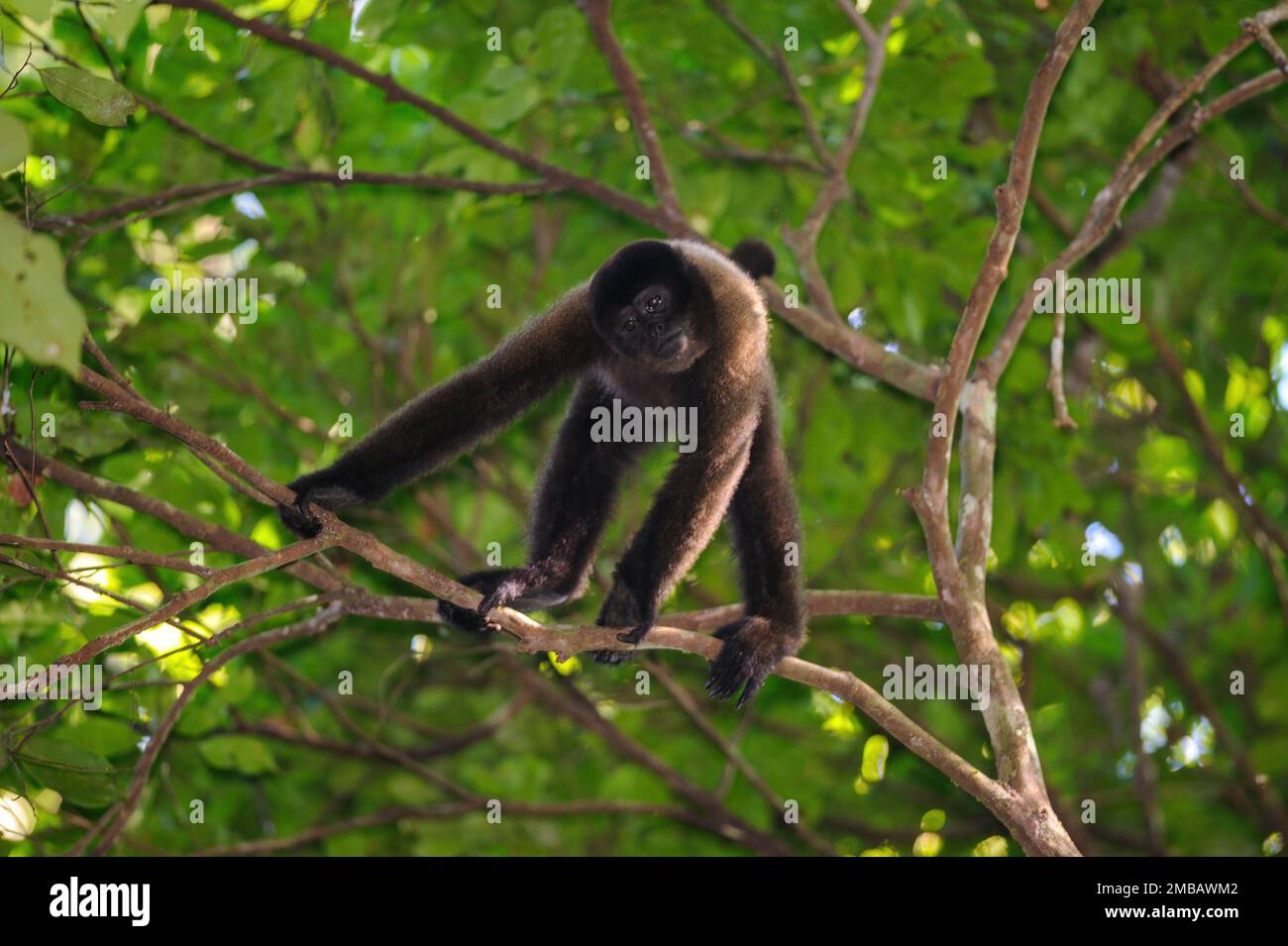 Singe Wooly brun dans la canopée de la forêt amazonienne, parc national de Manu, Pérou Banque D'Images