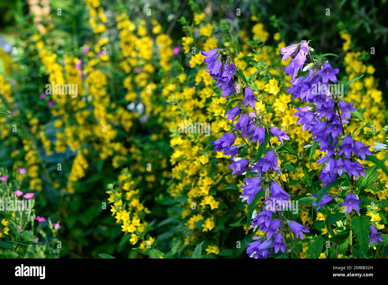 Campanula latiloba variété Highcliffe,lysimachia punctata,fleurs bleues et jaunes,evergreen, formant rosette vivace, racémes,raceme de fleur,vio profond Banque D'Images
