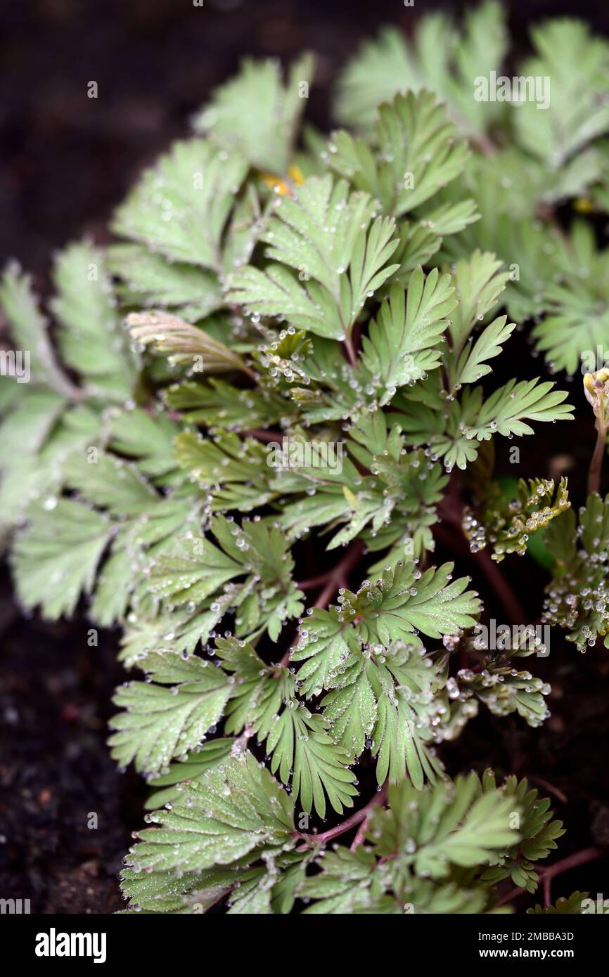 Dicentra cucullaria pittsburgh Banque de photographies et d’images à