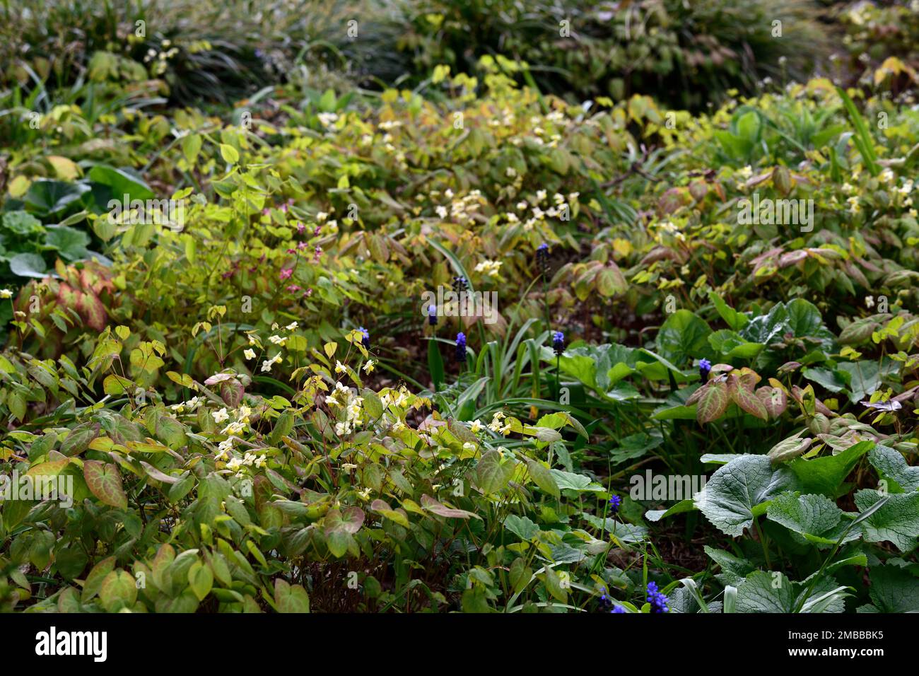 epimedium x versicolor sulfurem,muscari,epimedium et muscari.jaune,fleurs,bois,vivaces,barrenmoort,ombre,printemps,ombragé,ombragé,RM Floral Banque D'Images