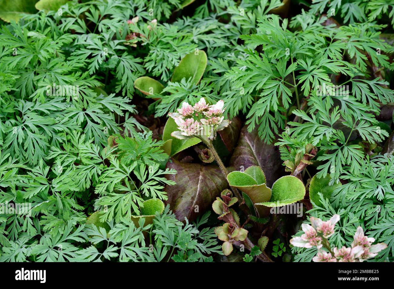 Petasites pyrenaicuswinter héliotropeheliotrope fleurs entouré par dicenta formosadicentra formosa feuilles,feuillage,jardin boisé, Banque D'Images