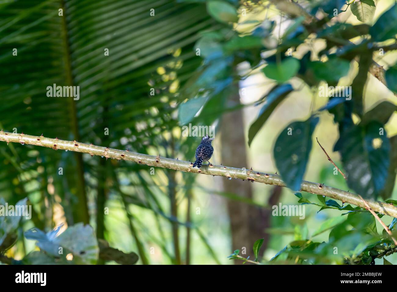Scène tropicale d'un petit oiseau, barré Antmicke, perché sur une branche dans la forêt tropicale luxuriante. Banque D'Images