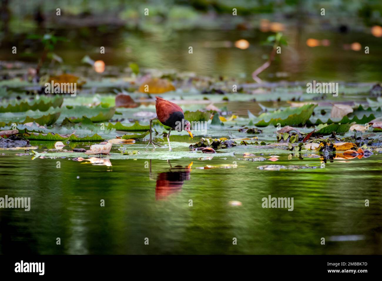 Un Jacana aux eaux, un oiseau boit d'un marais tout en se tenant sur des coussins de nénuphars réfléchis dans l'eau. Banque D'Images