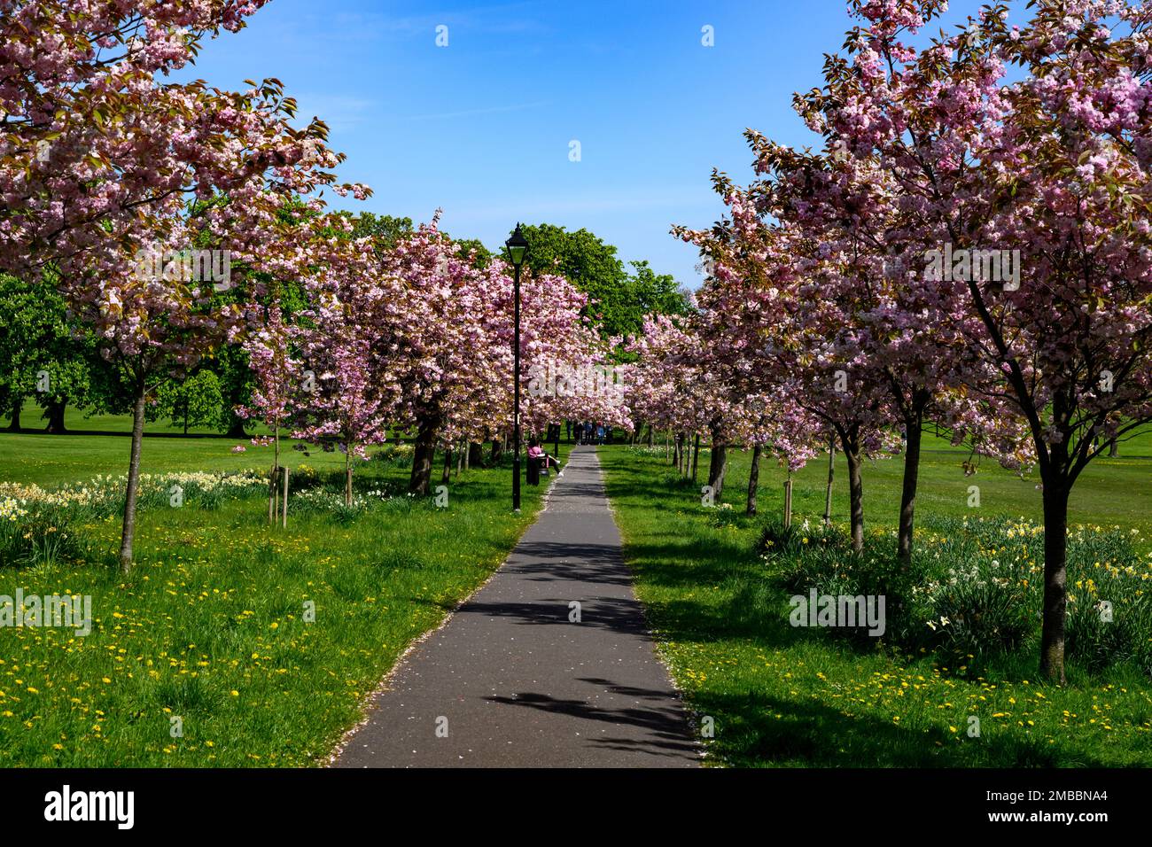 Pittoresque avenue des arbres (fleur rose colorée en fleur, branches surplombant le sentier, détente au printemps) - The Stray, Harrogate, Angleterre, Royaume-Uni. Banque D'Images