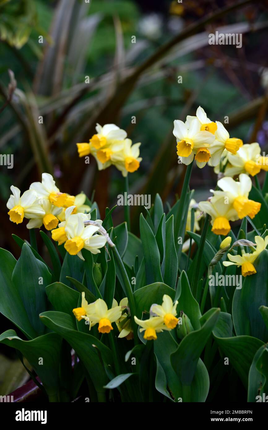 narcisse chanson eaton, jonquille jaune, jonquilles, couronne orange avec un rebord jaune ruffé, jardin, jardins, jonquilles vivace daffodil nain, RM Floral Banque D'Images