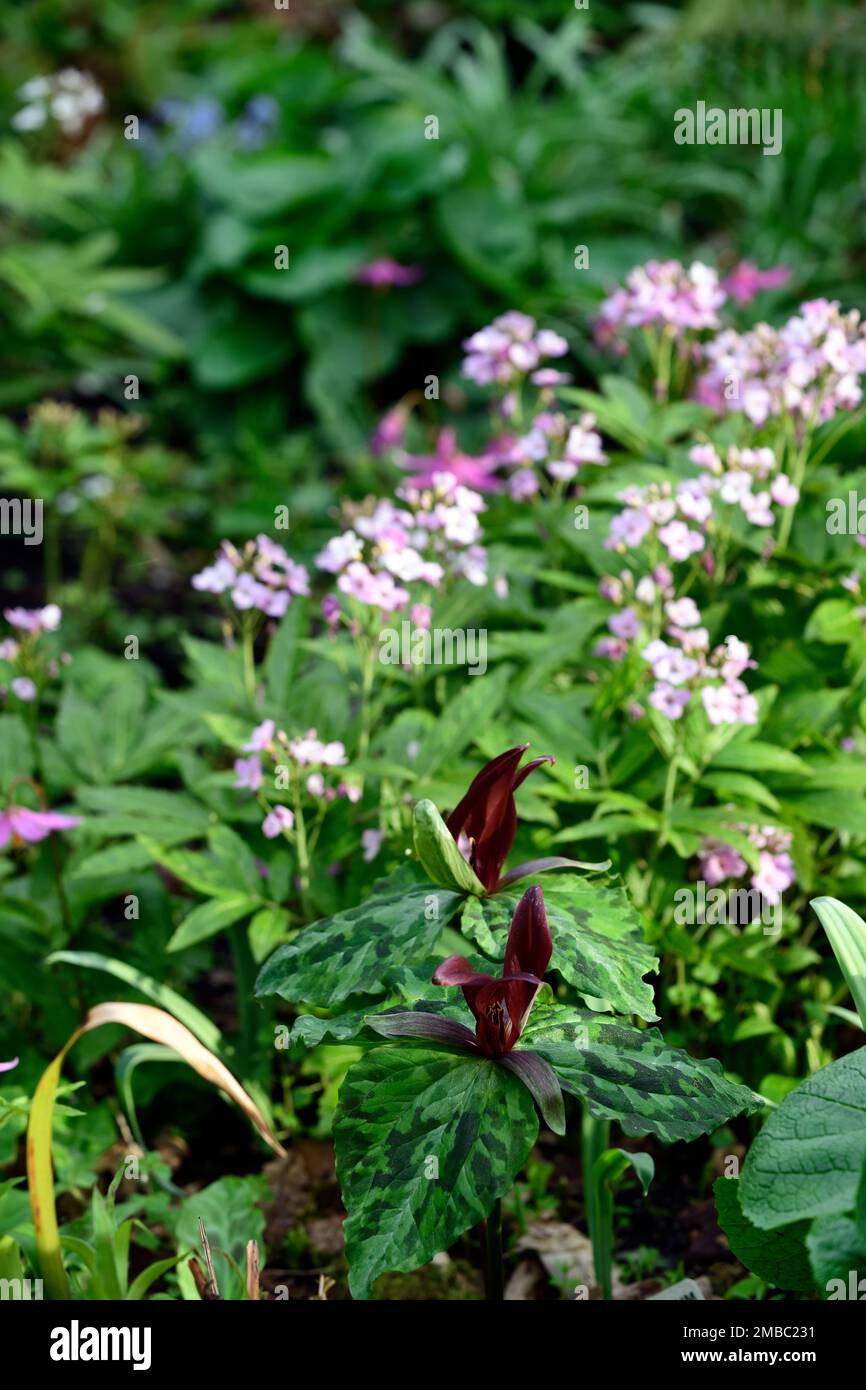 Trillium kurabayashii,pourpre,rouge,fleur,fleurs,printemps,ombre,ombragée,bois,bois,forêt,fleurs,printemps,couleur,cardamine,trillium et cardamine,R Banque D'Images