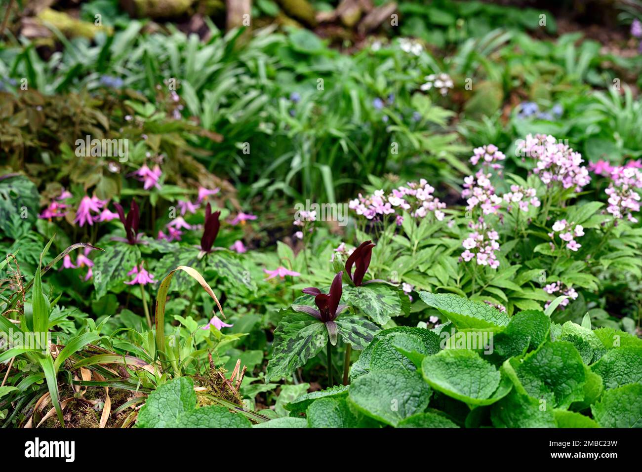 Trillium kurabayashii,pourpre,rouge,fleur,fleurs,printemps,ombre,ombragée,bois,bois,forêt,fleurs,printemps,couleur,cardamine,trillium et cardamine,R Banque D'Images