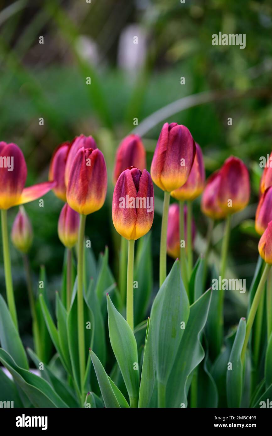 tulipa ambre brillent, tulipa violet rêve, tulipe violet rêve, tulipe ambre brillent, ambre jaune et rouge profond pétales rouges rouges rouges rouges rouges rouges, RM Floral Banque D'Images