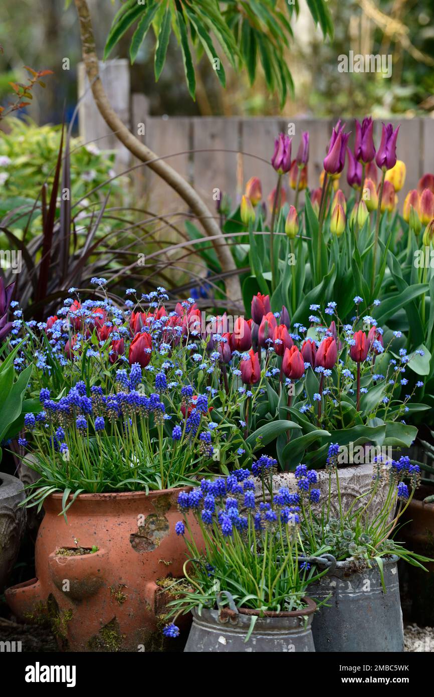 tulipa havran,myosotis sylvatica,tulipa ambre lueur,tulipa violet rêve, muscari azurum,mélange de tulipes en pots,RM Floral, Banque D'Images