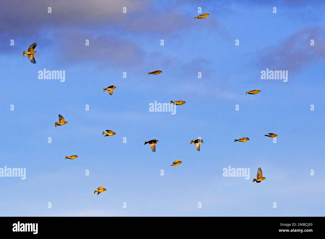 Troupeau de verdfinches européennes fourrageuses (chloris / Carduelis chloris) en vol contre le ciel nuageux du soir en hiver Banque D'Images