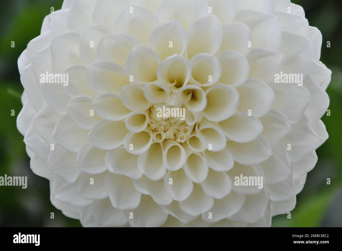 Détails de la photographie macro de fleur de balle de dahlia. Contraste élevé et motif floral complexe. Fond en fleur de dahlia blanc haut de gamme. Banque D'Images
