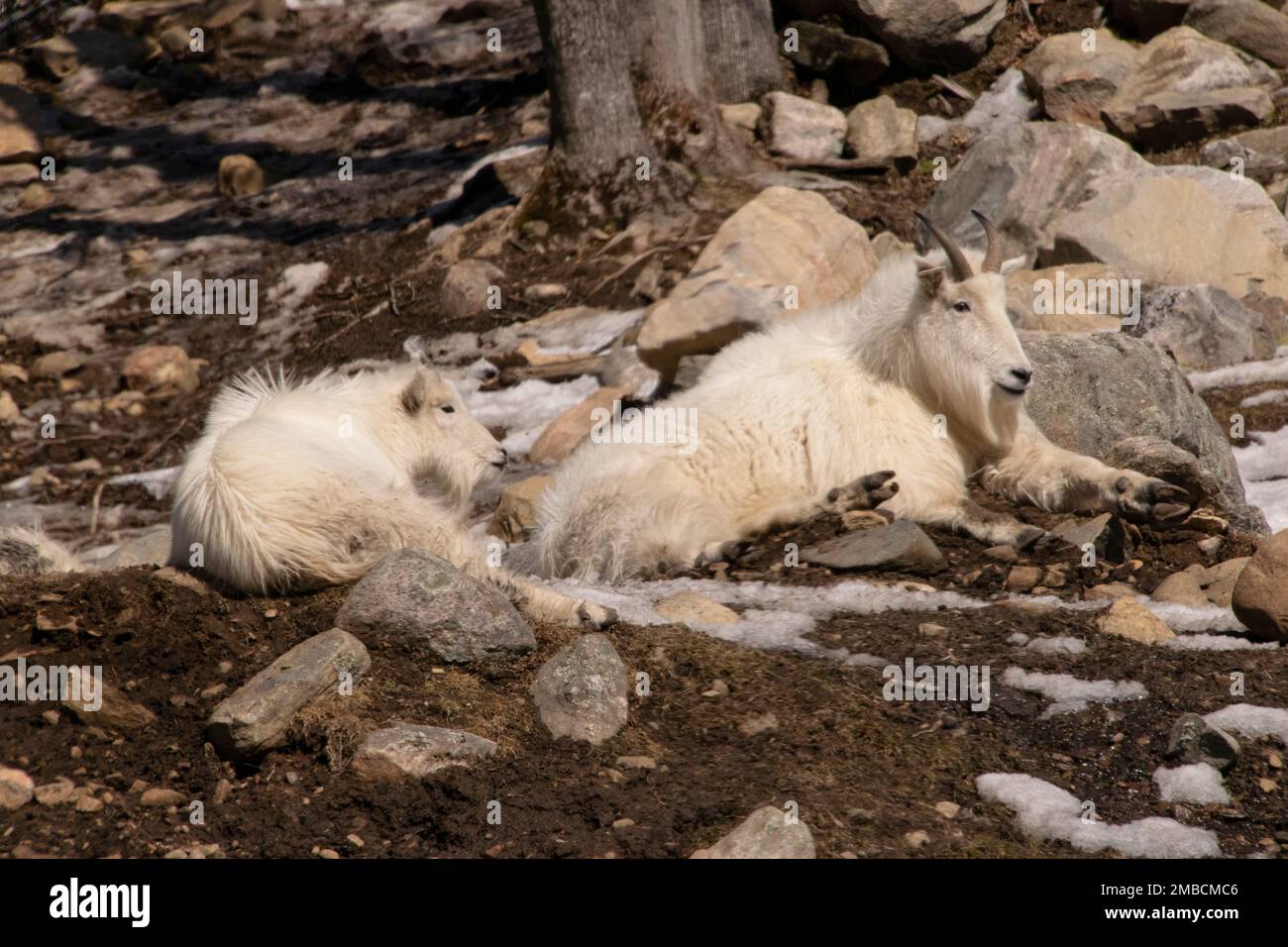 Une paire de chèvres des montagnes Rocheuses. Banque D'Images