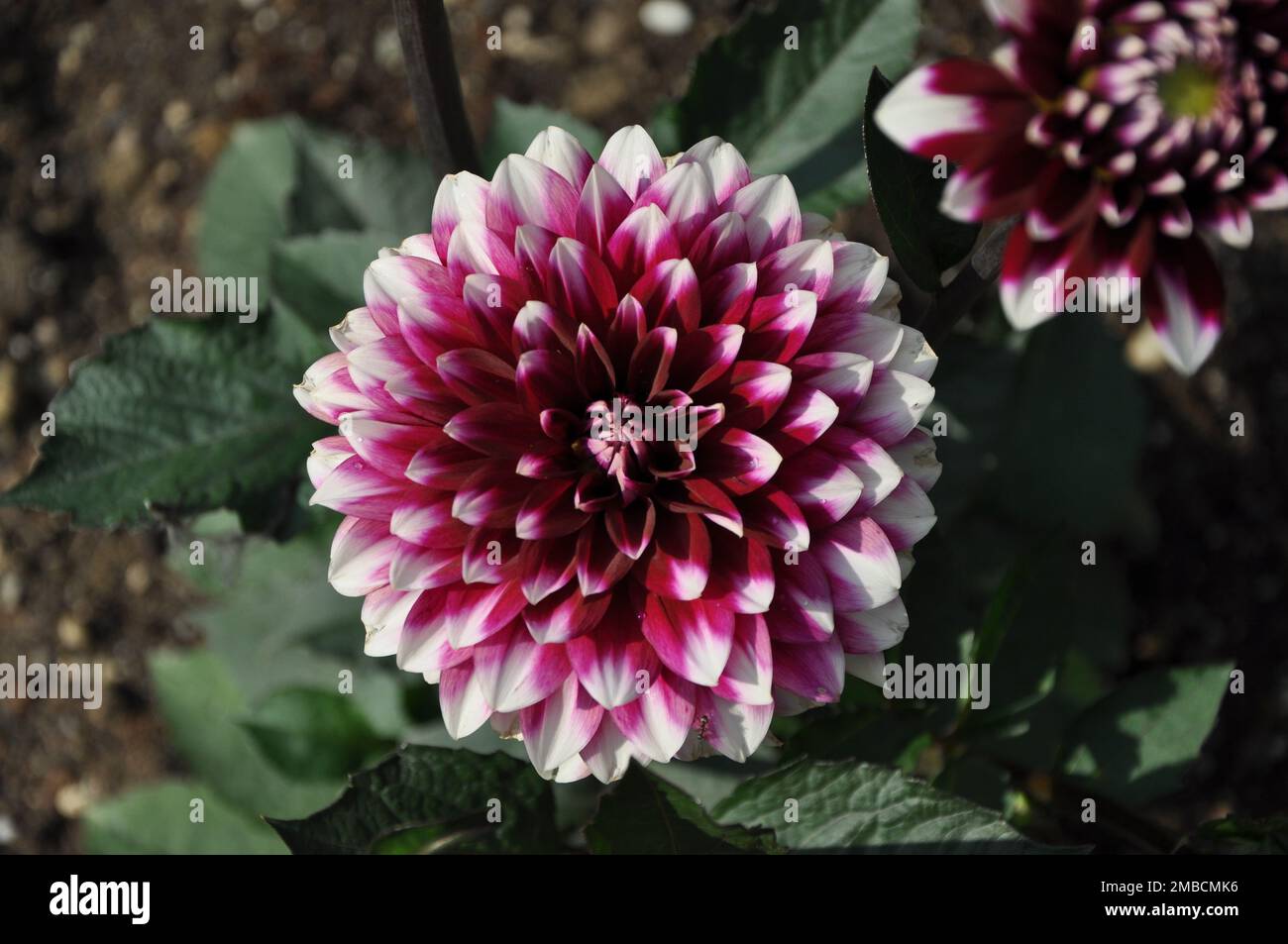 Gros plan de la belle fleur de dahlia pourpre et blanc dans le jardin.gros plan de dahlia, une boule formant la fleur de dahlia.fleur rouge foncé-blanc dahlia Banque D'Images