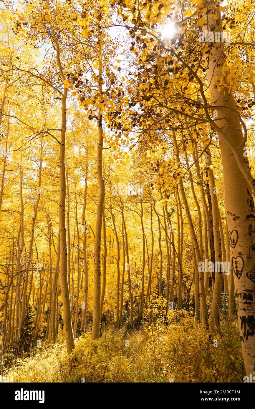 Tremble avec des feuilles jaunes à l'automne. Banque D'Images