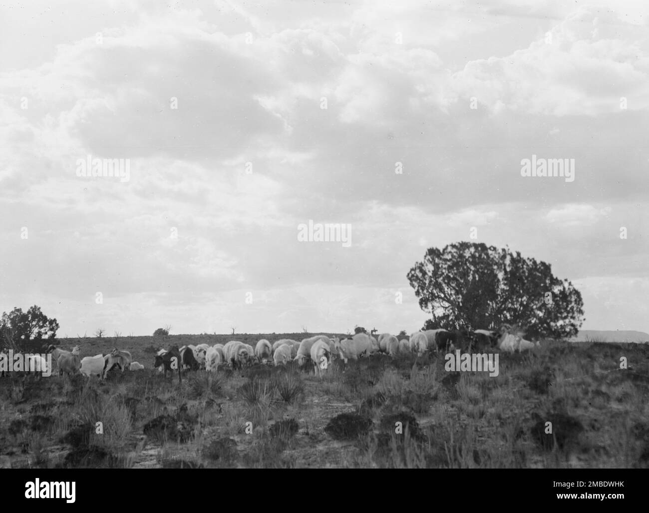 Acoma, vues de la région du Nouveau-Mexique, entre 1899 et 1928. Banque D'Images
