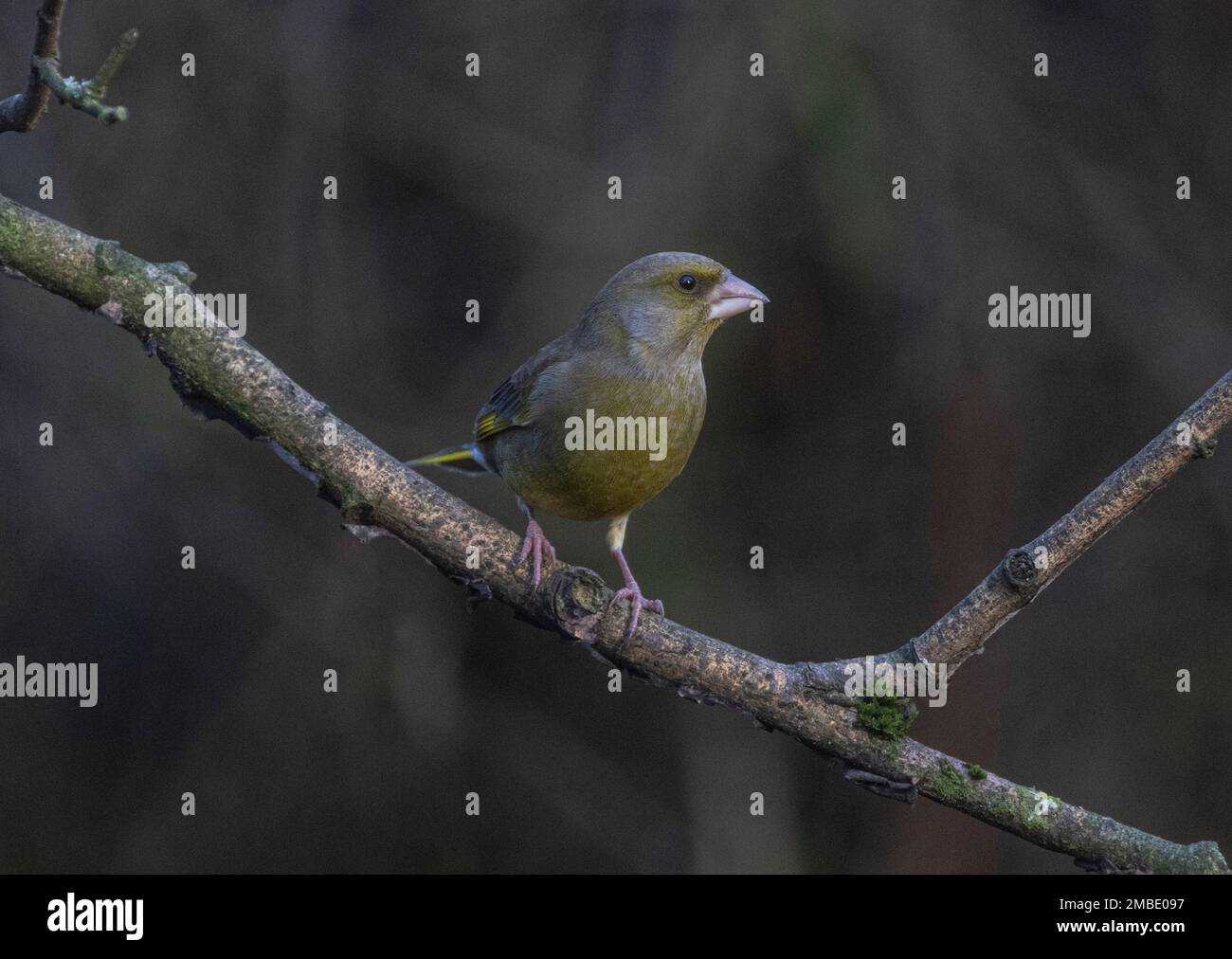 greenfinch pris aux lacs de blashford le 13/01/2023 Banque D'Images