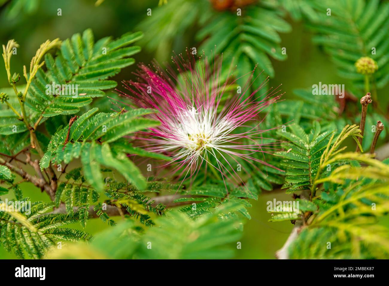 fleur arbuste tropical calliandra dans la nature Banque D'Images