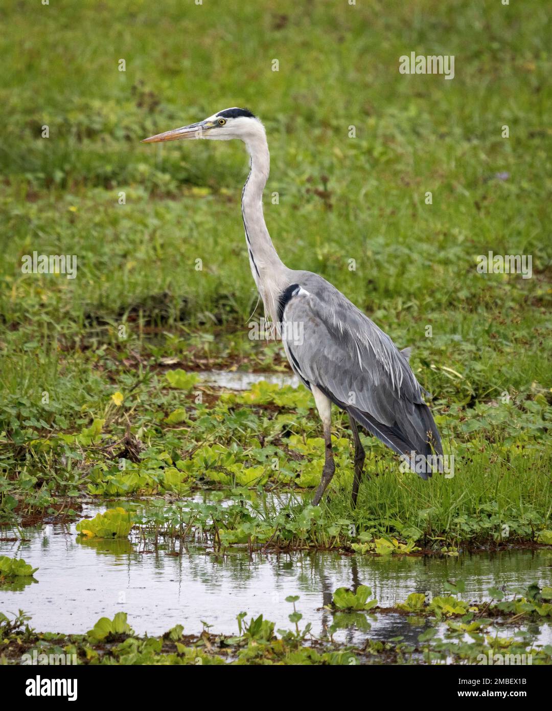 Héron à tête noire (Ardea melanocephala), Parc national d'Amboseli, Kenya, Afrique Banque D'Images