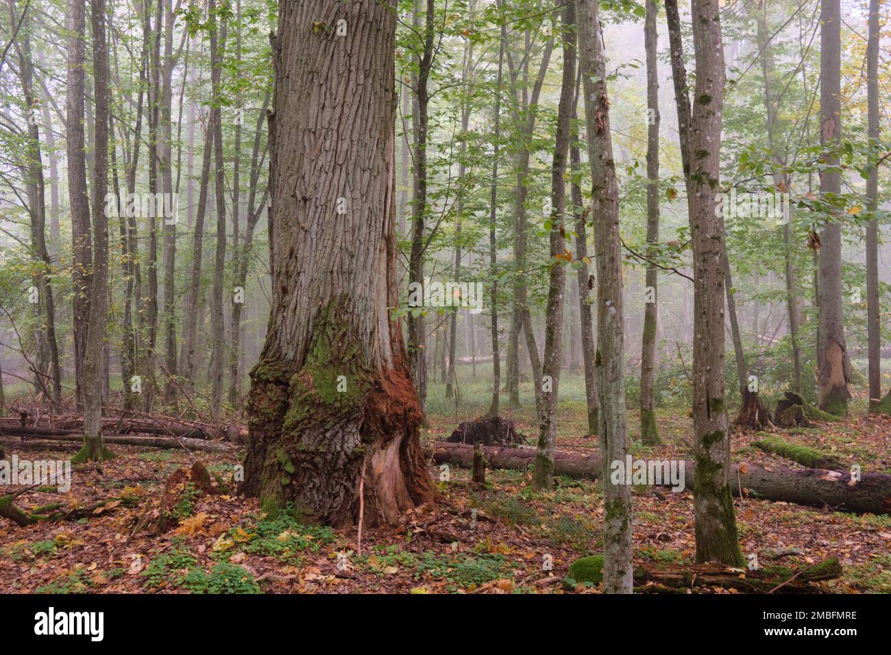 Matin brumeux d'automne en forêt naturelle, forêt de Bialowieza, Pologne, Europe Banque D'Images