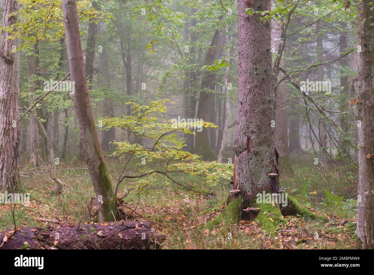 Matin brumeux d'automne en forêt naturelle, forêt de Bialowieza, Pologne, Europe Banque D'Images