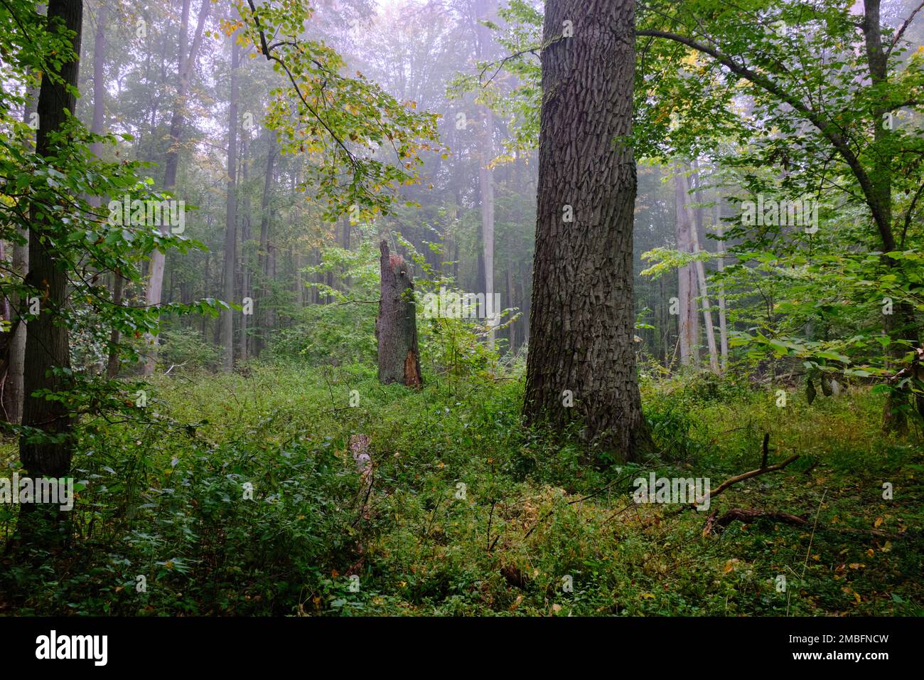 Matin brumeux d'automne en forêt de feuillus naturels, la forêt de Bialowieza, Pologne, Europe Banque D'Images