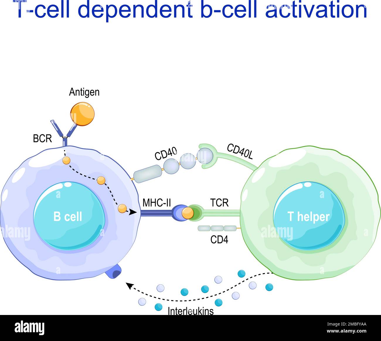 Activation de la cellule b dépendante de la cellule T. Les lymphocytes B lient un antigène, reçoivent l'aide d'un assistant T et se différencient en une cellule plasmatique qui sécrète de Illustration de Vecteur