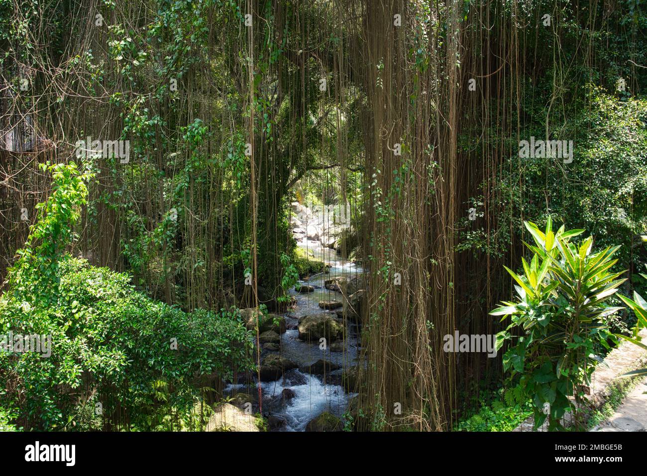 Vue sur la forêt tropicale et sur un ruisseau près du temple de Gunung Kawi Banque D'Images