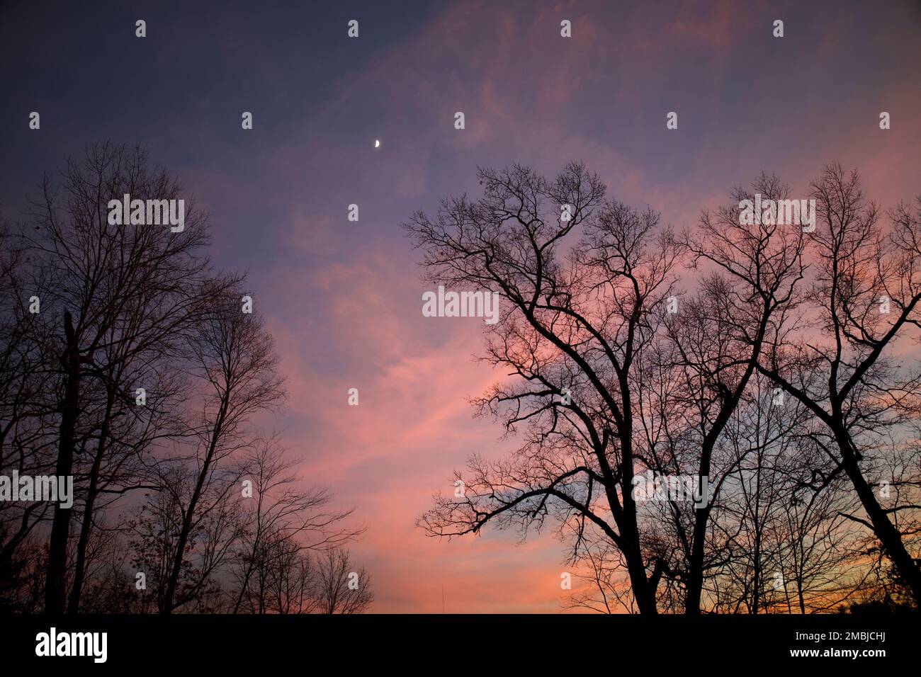 Coucher de soleil coloré avec les arbres nus de l'hiver et une lune lointaine dans le ciel tandis que le crépuscule s'installe Banque D'Images