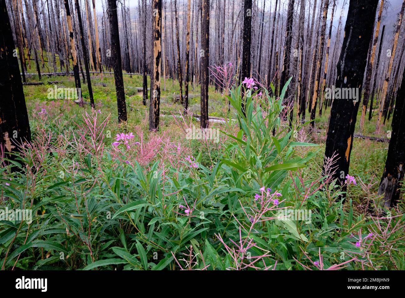 Après le feu, la beauté. Les délicates fleurs d'herbes qui fleurissent parmi les troncs d'arbres charmés le long du sentier de Blakiston Falls dans le parc national des Lacs-Waterton Banque D'Images