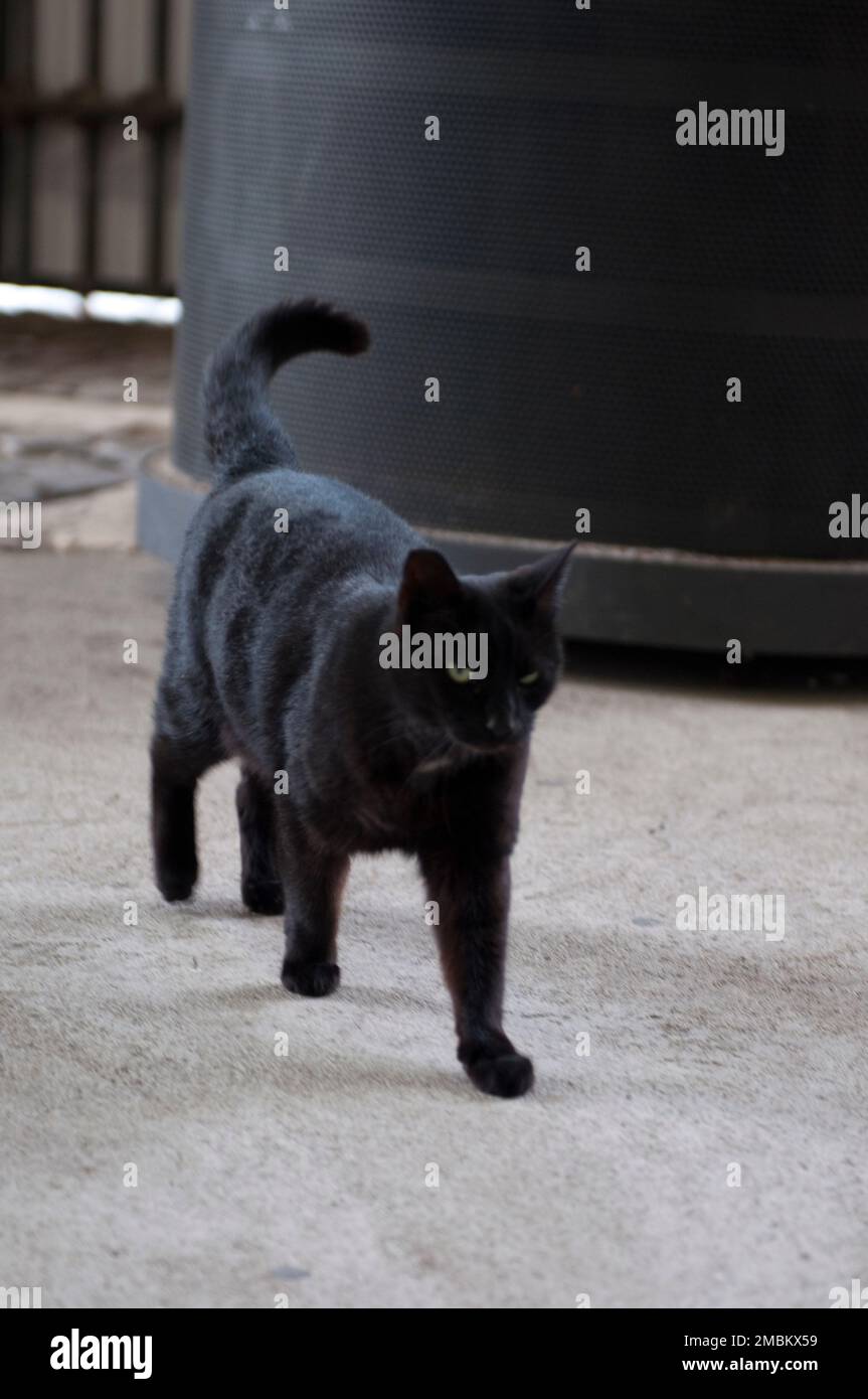 Un chat noir errant explore les terrains du Colisée romain. Banque D'Images