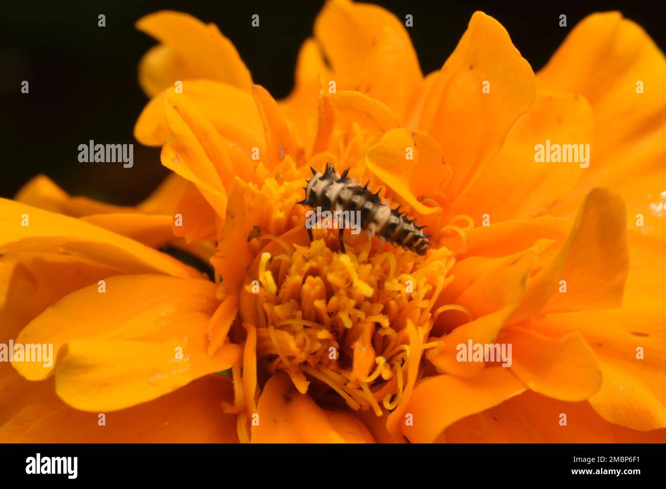 La larve du coléoptère repose sur la fleur du cosmos. Java, Indonésie. Banque D'Images