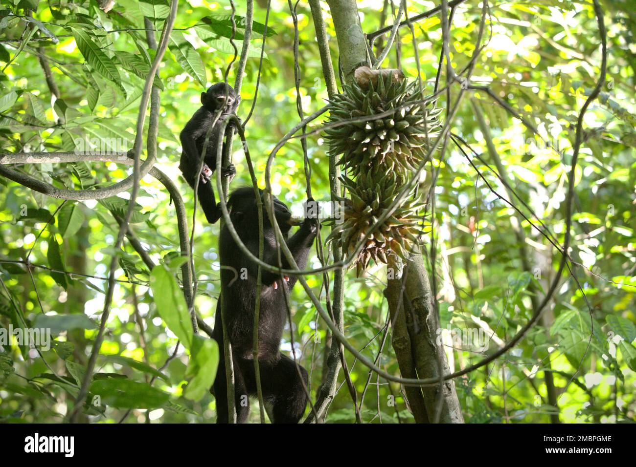 Un macaque Sulawesi à crête noire (Macaca nigra) cueille des fruits de liana pendant qu'un bébé observe dans la forêt de Tangkoko, au nord de Sulawesi, en Indonésie. Le primate endémique de Sulawesi mange plus de fruits pendant la saison des pluies que pendant la saison sèche, mais « les changements liés aux saisons affecteront indirectement la possibilité que Macaca nigra soit infecté par des endoparasites », a écrit une équipe de scientifiques dirigée par Sitti Aisyah May Wulandari (Animal Biosciences Graduate Program, Département de biologie, Faculté des mathématiques et des sciences naturelles, Université IPB, Bogor, Indonésie) dans leur premier article publié l'an dernier (2022) Banque D'Images