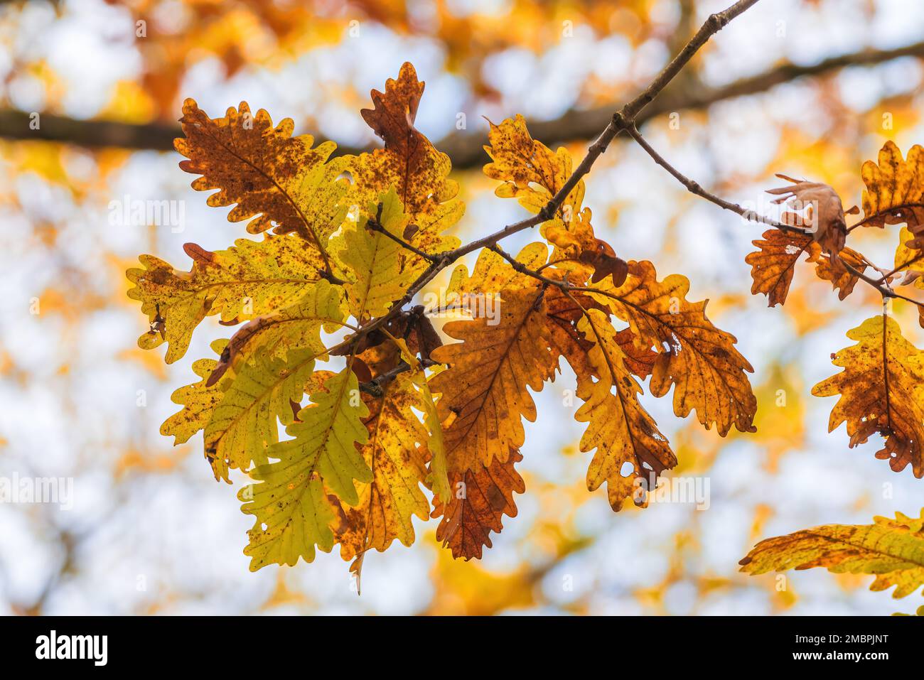 Gros plan d'une belle branche de feuilles de chêne dans des couleurs automnales vives sur fond flou, concept floral nature pour les vacances d'automne thème Banque D'Images