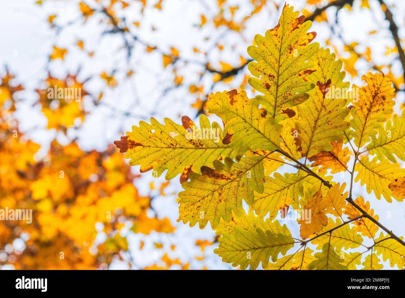 Gros plan d'une belle branche de feuilles de chêne dans des couleurs automnales vives sur fond flou, concept floral nature pour les vacances d'automne thème Banque D'Images