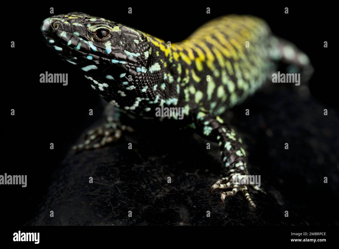 Lézard du mur de Rome (Podarcis muralis nigriventris) Banque D'Images