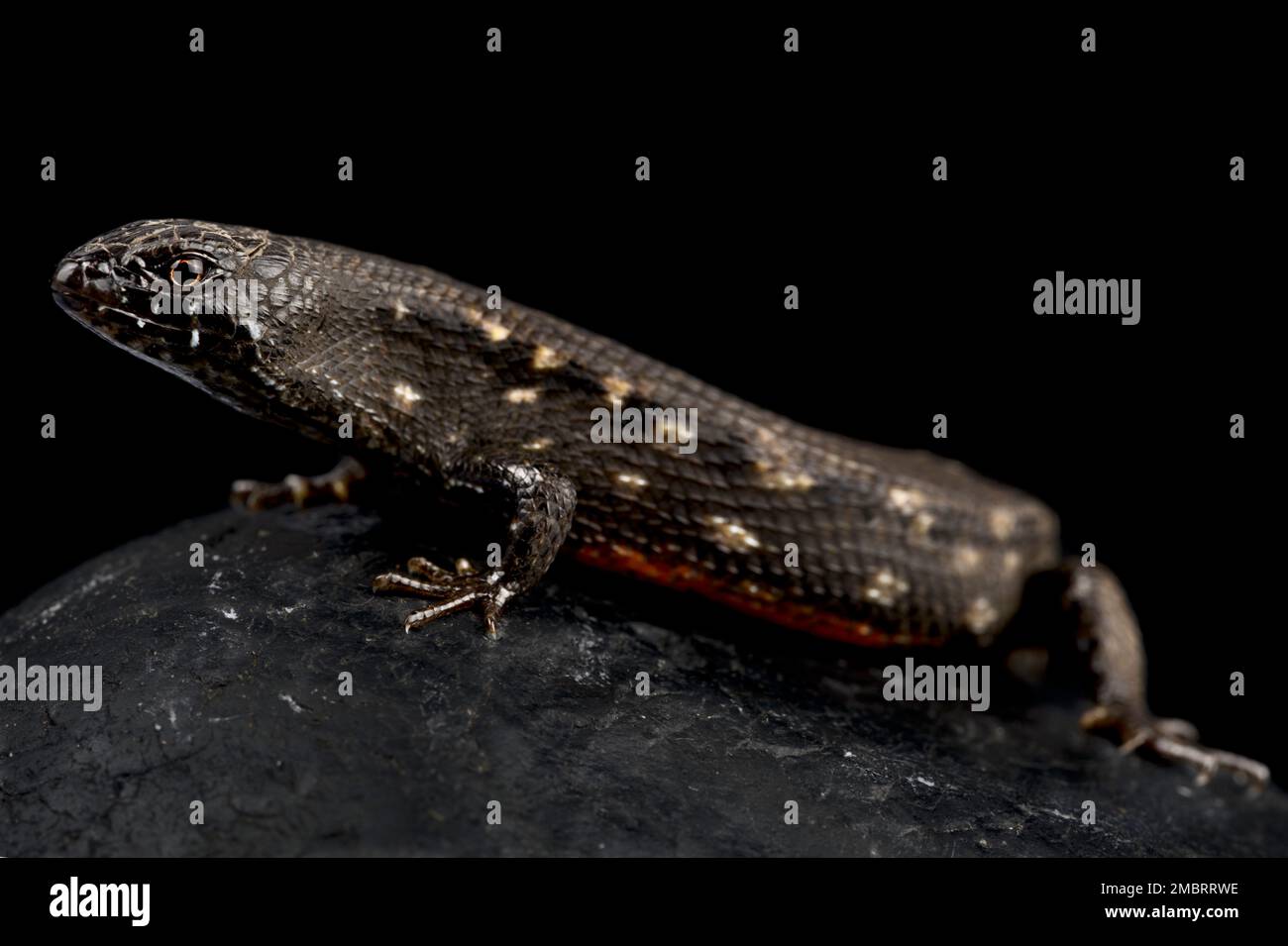 L'eau de l'Afrique de l'Ouest (Cophoscincopus scinque simulans) Banque D'Images