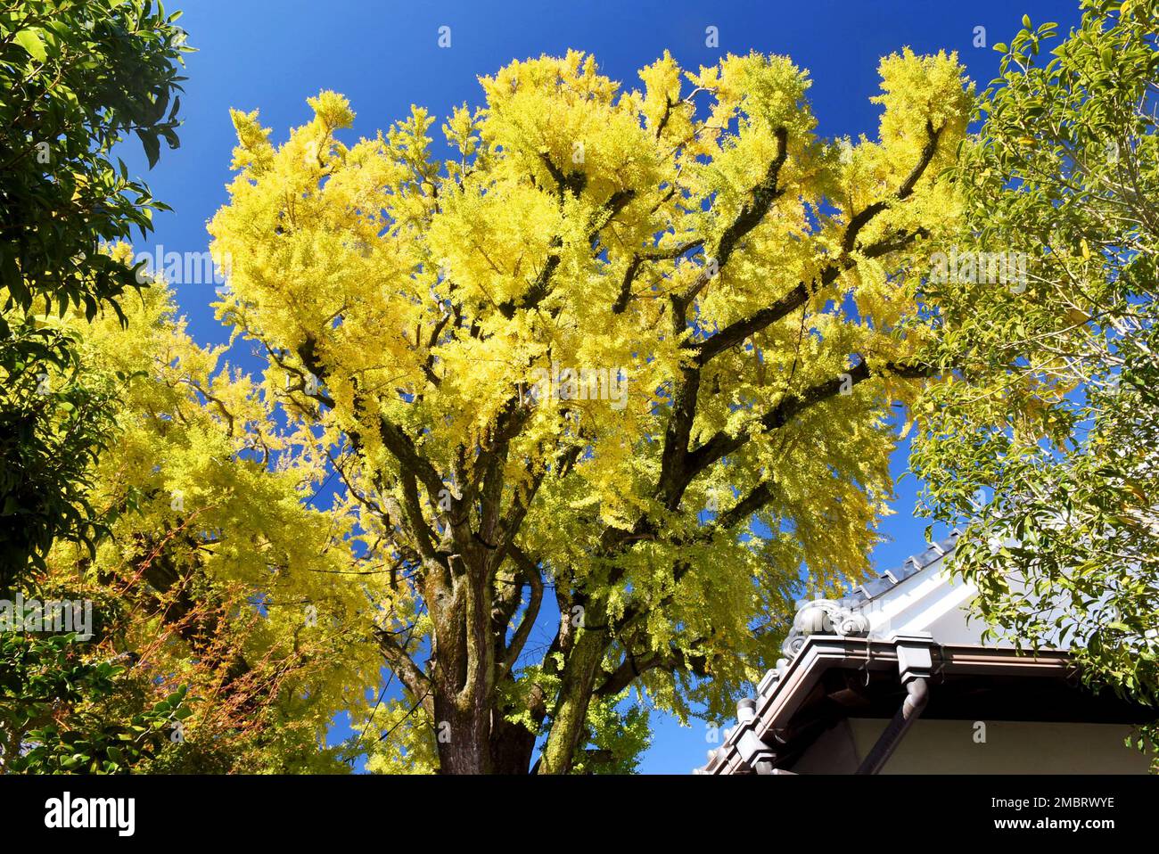 Immense bilboa ginko dans la ville d'Arita de l'île de Kyushu, belles feuilles jaunes et ciel bleu Banque D'Images