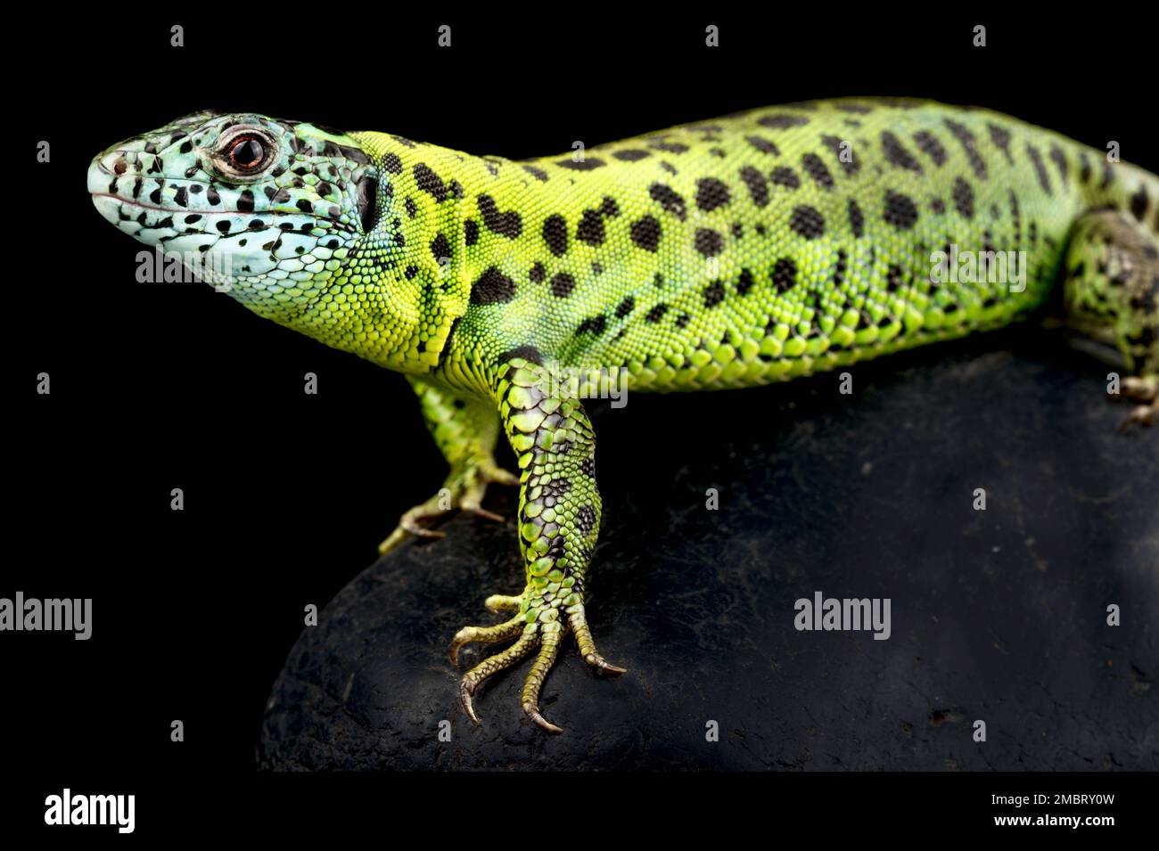 Ibérique émeraude lizard (Lacerta schreiberi) femelle Banque D'Images