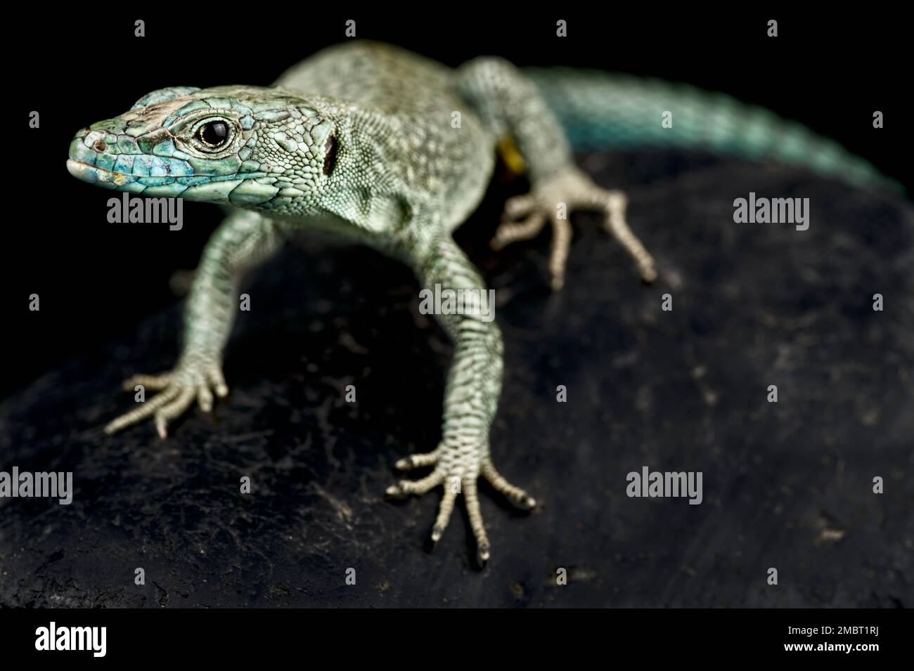 Lézard rocheuse à bec pointu (Dalmatolacerta oxycephala) Banque D'Images