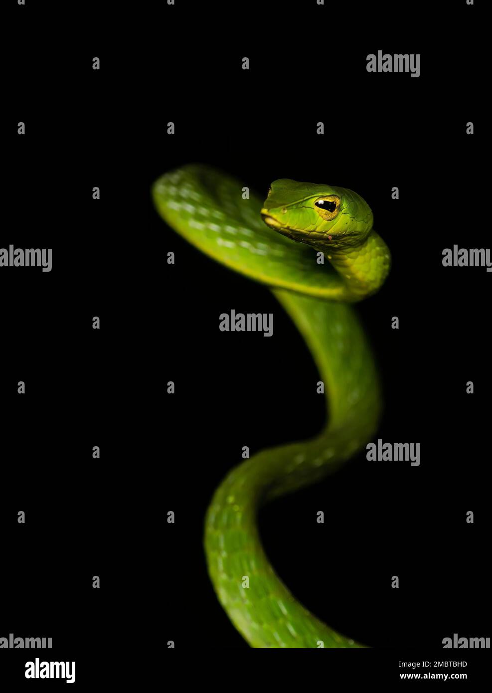 Un serpent de vigne vert reposant sur une branche d'arbre à l'intérieur des forêts d'Agumbe lors d'une nuit de pluie Banque D'Images