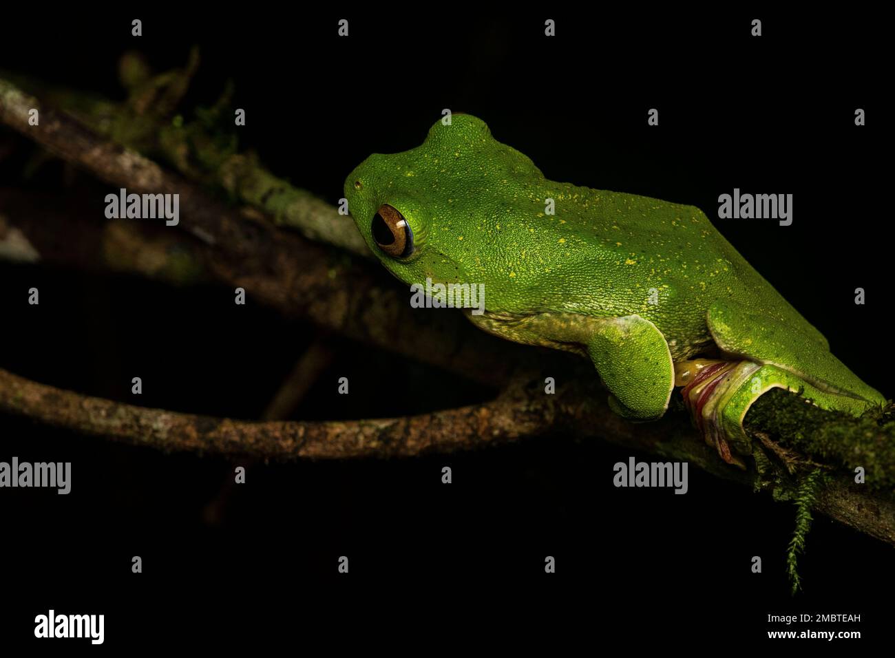 Une grenouille en glissement de malabar reposant sur une feuille à l'intérieur de la forêt d'Agumbe par un jour pluvieux. Banque D'Images