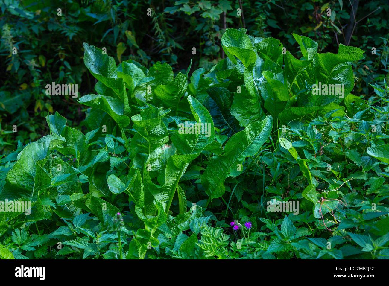 Vue sur les feuilles de raifort sauvages vertes qui poussent dans la forêt. Plante comestible utilisée comme épice ou condiment. Banque D'Images