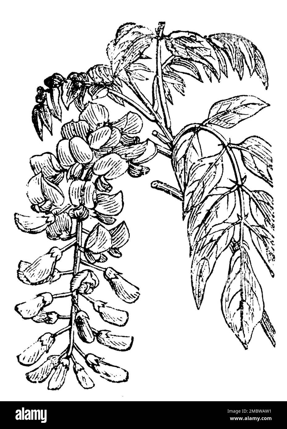 Wisteria chinoise, Wisteria sinensis, (livre de jardin, 1877), Chinesische Wisteria, Wisteria sinensis Banque D'Images