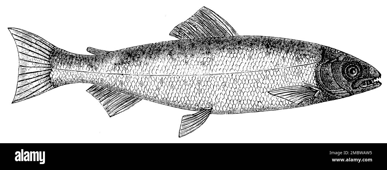 Saumon atlantique, saumon du Rhin, Salmo salar, (livre d'images, 1881), Atlantischer Lachs, Rheinlachs, saumon atlantique, saumon du Rhin Banque D'Images