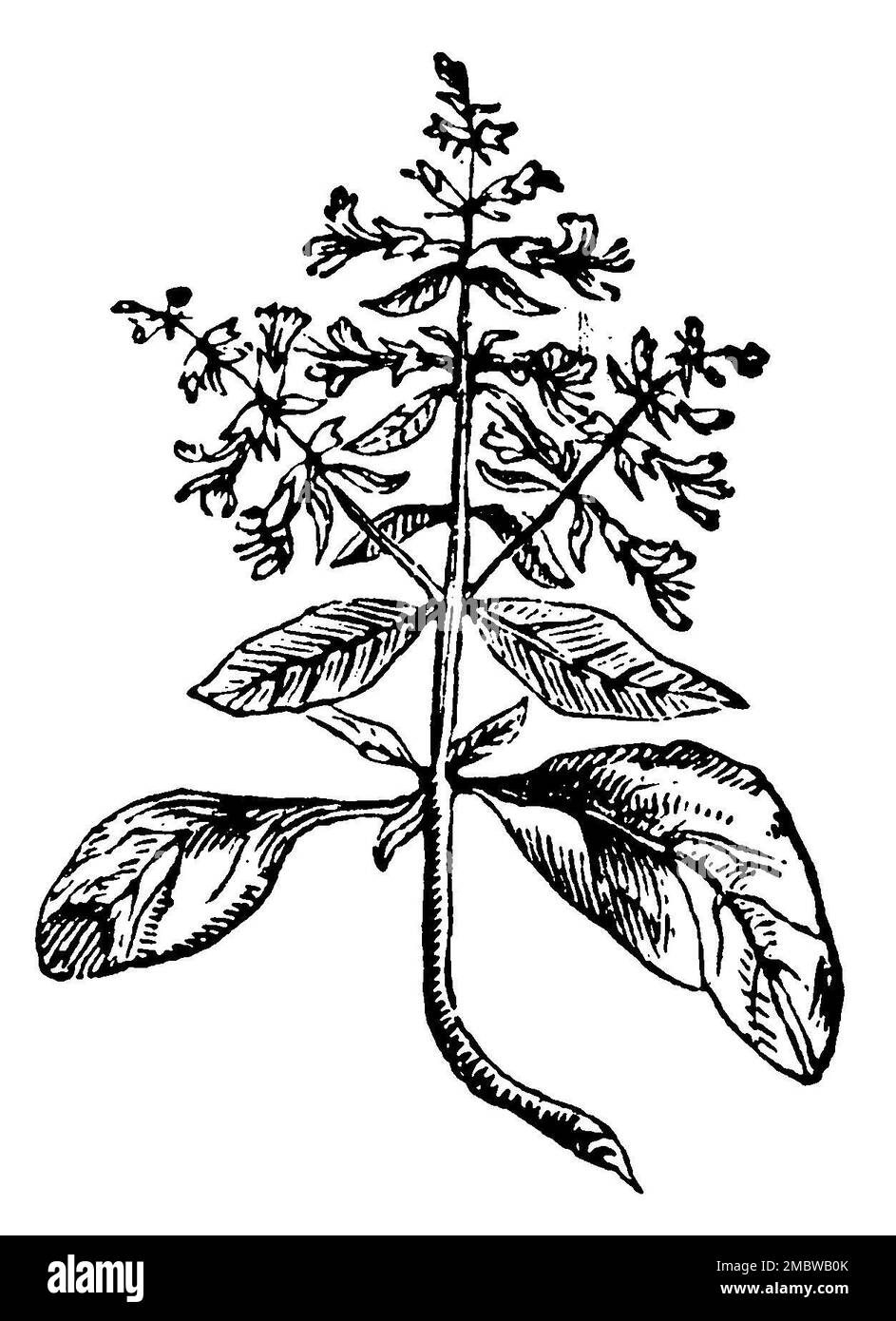 Basil, Ocimum basilicum, (encyclopédie, 1900), Basilikum, basilique Banque D'Images